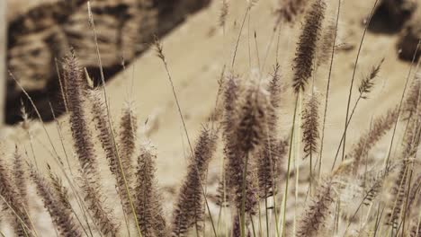 foxtail buds swinging in the wind