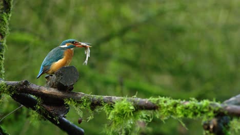 Der-Eisvogel-Schlägt-Einen-Zappelnden-Fisch-Auf-Holz,-Verschluckt-Ihn-Und-Kackt-Dann