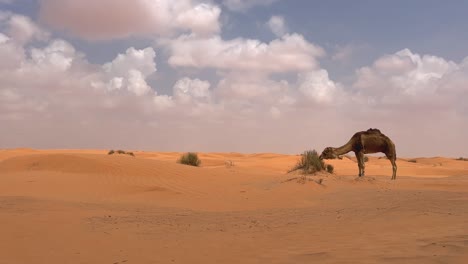 dromedary camel with tied front legs grazing in sandy sahara desert of tunisia