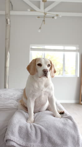 vertical video of white pet dog sitting on bed, slow motion