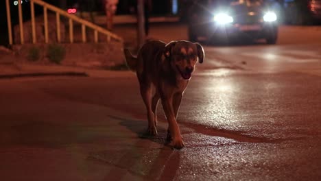 Einsamer-Streunender-Hund,-Der-Nachts-Ruhig-Die-Straße-Passiert