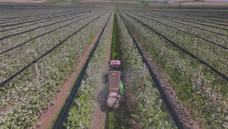 apple orchard spraying in spring