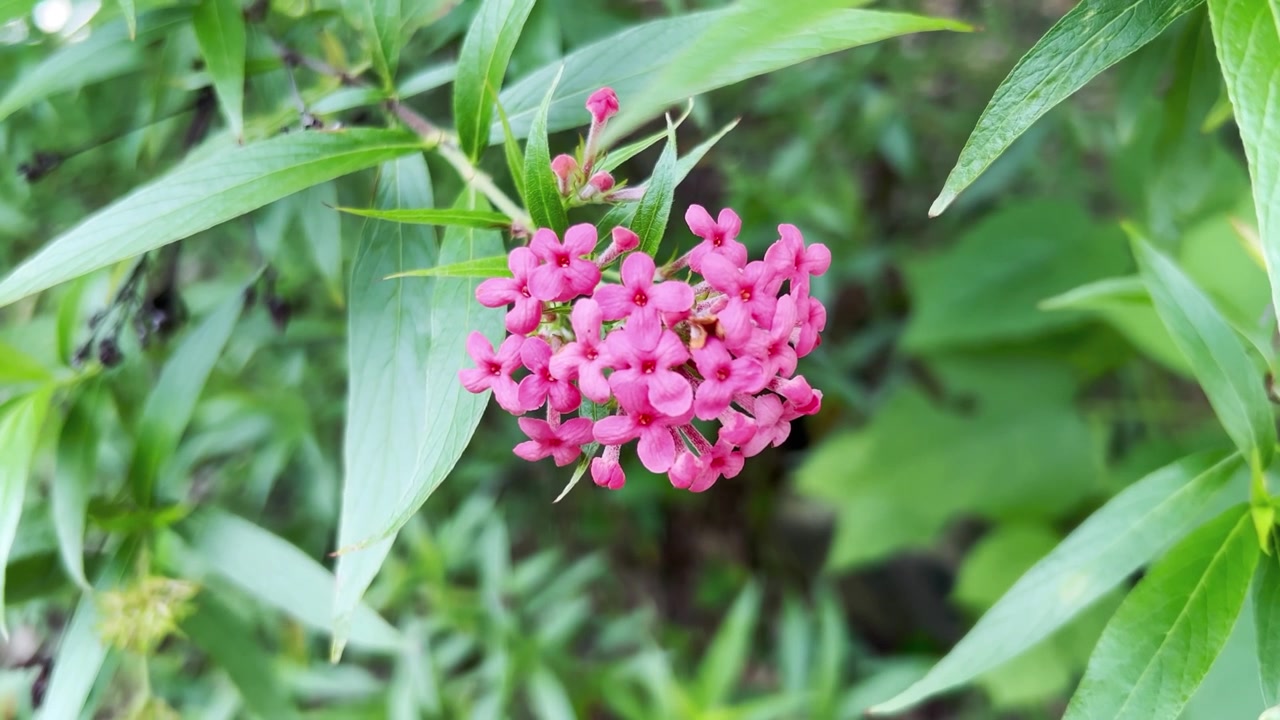 Lähikuva puutarhassa kukkivista eloisan vaaleanpunaisista ixora-kukista