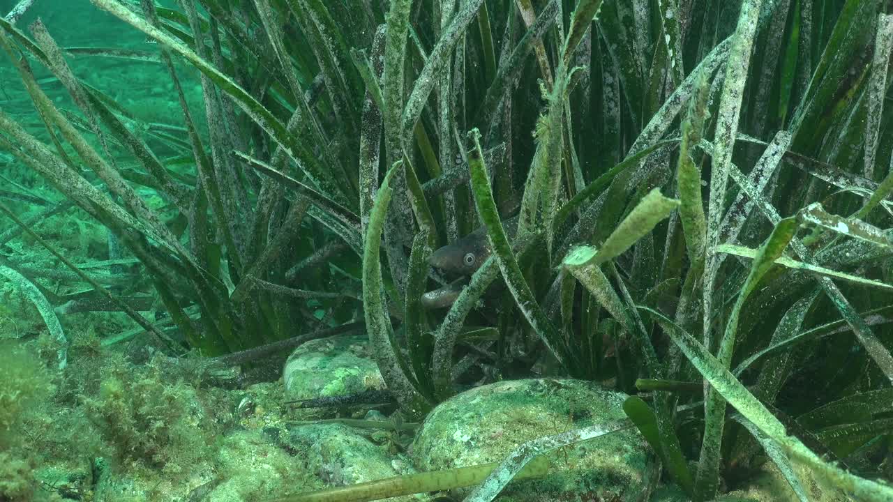 Moray eel hiding in sea grass in Mediterranean Sea