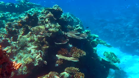 Underwater-4K-HDR-of-the-Great-Barrier-Reef-in-Queensland,-Australia-in-December-2022