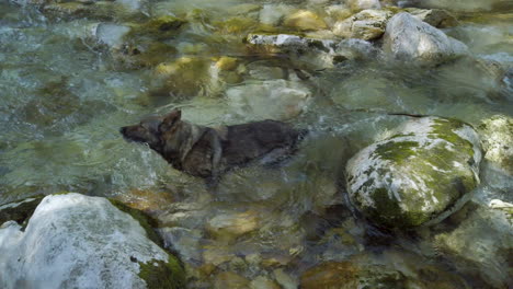 Deutscher-Schäferhund,-Der-Spaß-Im-Fluss-Hat-–-Kardanische-Aufnahme