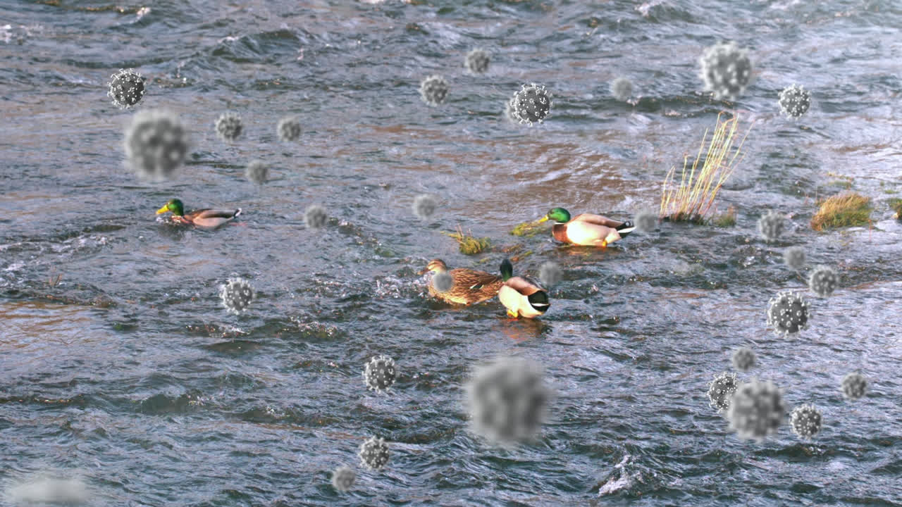 호수에서 수영하는 오리들에 대한 코로나19 세포