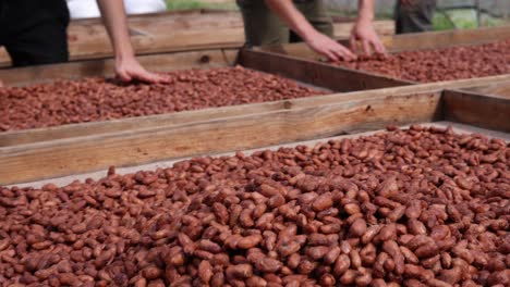 brown fermented cacao seeds