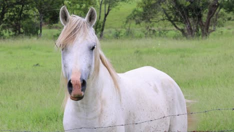 un caballo sereno en un campo verde exuberante