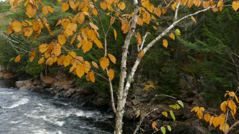 trees will outlive us while displaying stunning seasonal changes in canada