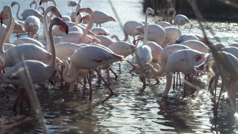 Flamingo-China-4K-16