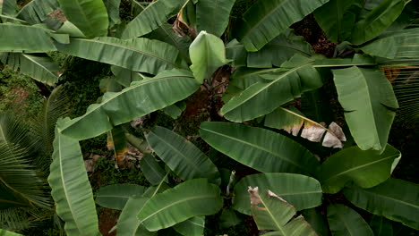 Drone-shot-of-banana-tree-farm