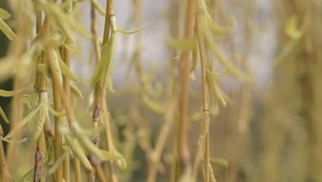 willow tree in spring close up shot of branches and leaves