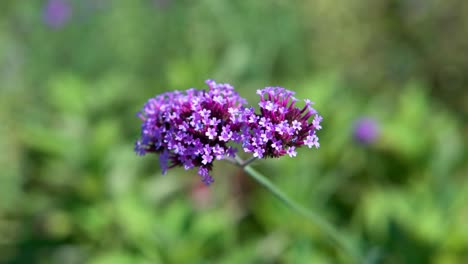 purpletop, verbena bonariensis en flor - primer plano