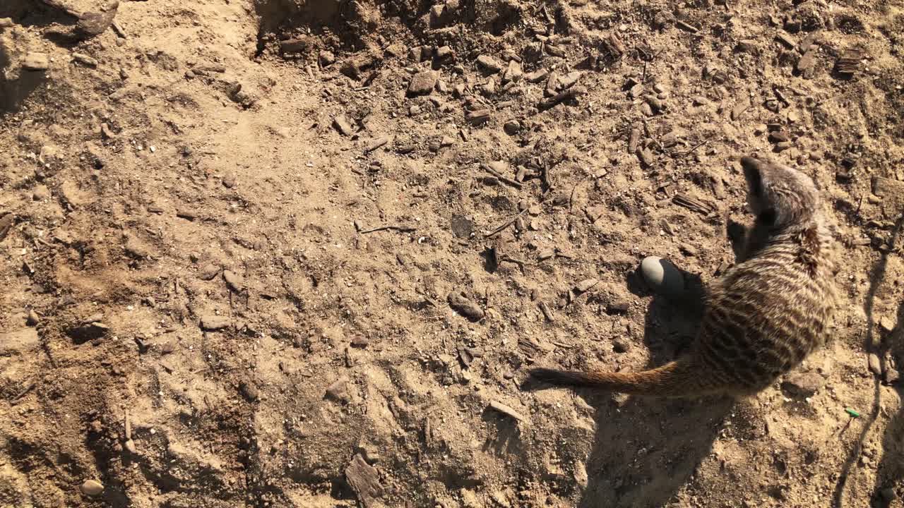 땅 위를 돌아다니는 미어캣의 상위 뷰 - 슬로우 모션
