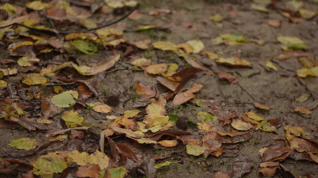 stagione autunnale, natura piovosa e foglie, nella foresta