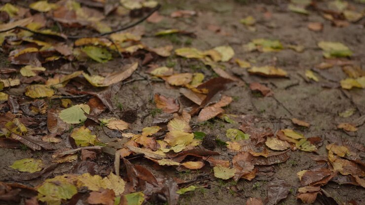 stagione autunnale, natura piovosa e foglie, nella foresta