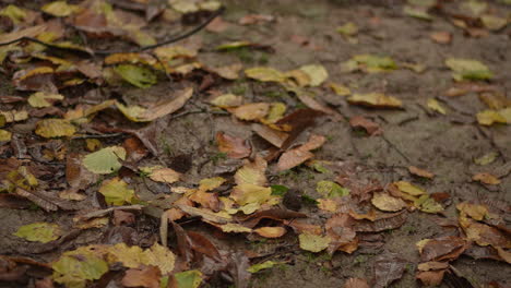 Temporada-De-Otoño,-Naturaleza-Lluviosa-Y-Hojas,-En-El-Bosque