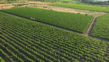 Weinberge-In-Der-Nähe-Von-Montpellier-Zeigen-Die-Schockierende-Realität-Der-Chemischen-Verschmutzung-Und-Ihrer-Schädlichen-Auswirkungen-Auf-Die-Umwelt-Und-Die-Menschliche-Gesundheit