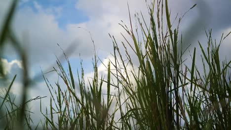 timelapse, cielo azul con hierba en primer plano, ángulo bajo