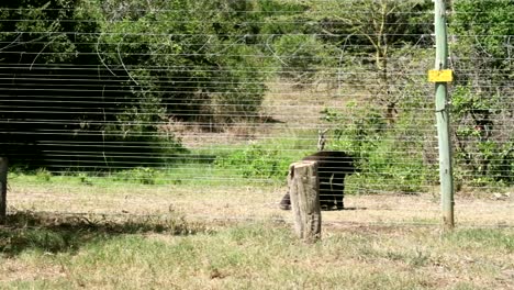 chimpanzee behind fence in sweetwaters chimpanzee sanctuary, african national park