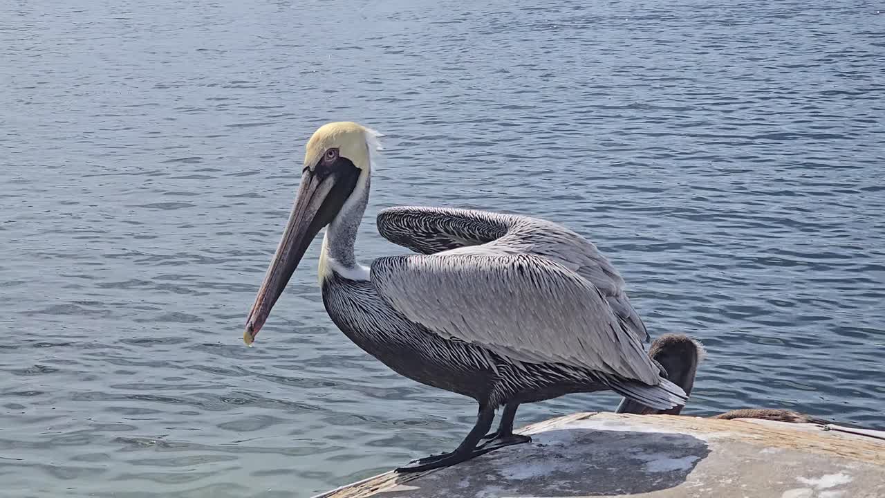 A large brown pelican with a creamy head stands on a rock near the ocean, spreading its wings to take flight. The calm water and clear sky create a tranquil coastal scene.