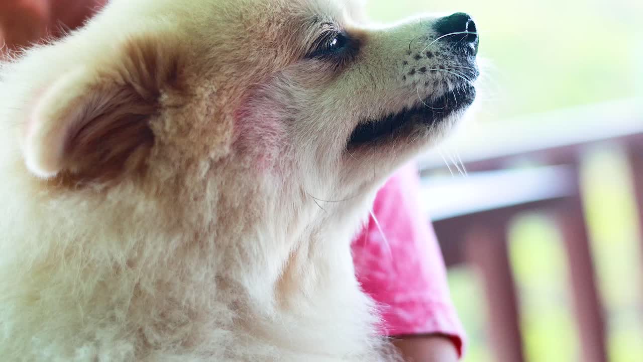 A fluffy Pomeranian yawns on a sunlit balcony, showcasing its playful nature. Warm lighting highlights the dog's soft fur