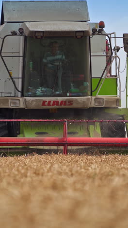 big combine working in the field. crop machine harvesting gold wheat. vertical video
