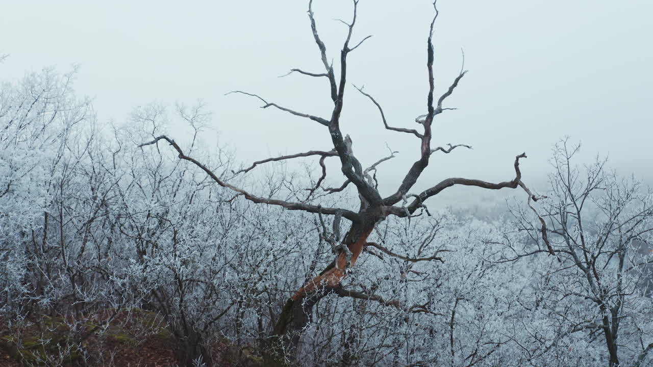Trees in winter. Old brown tree among white snowy bushes and trees. Winter landscape.