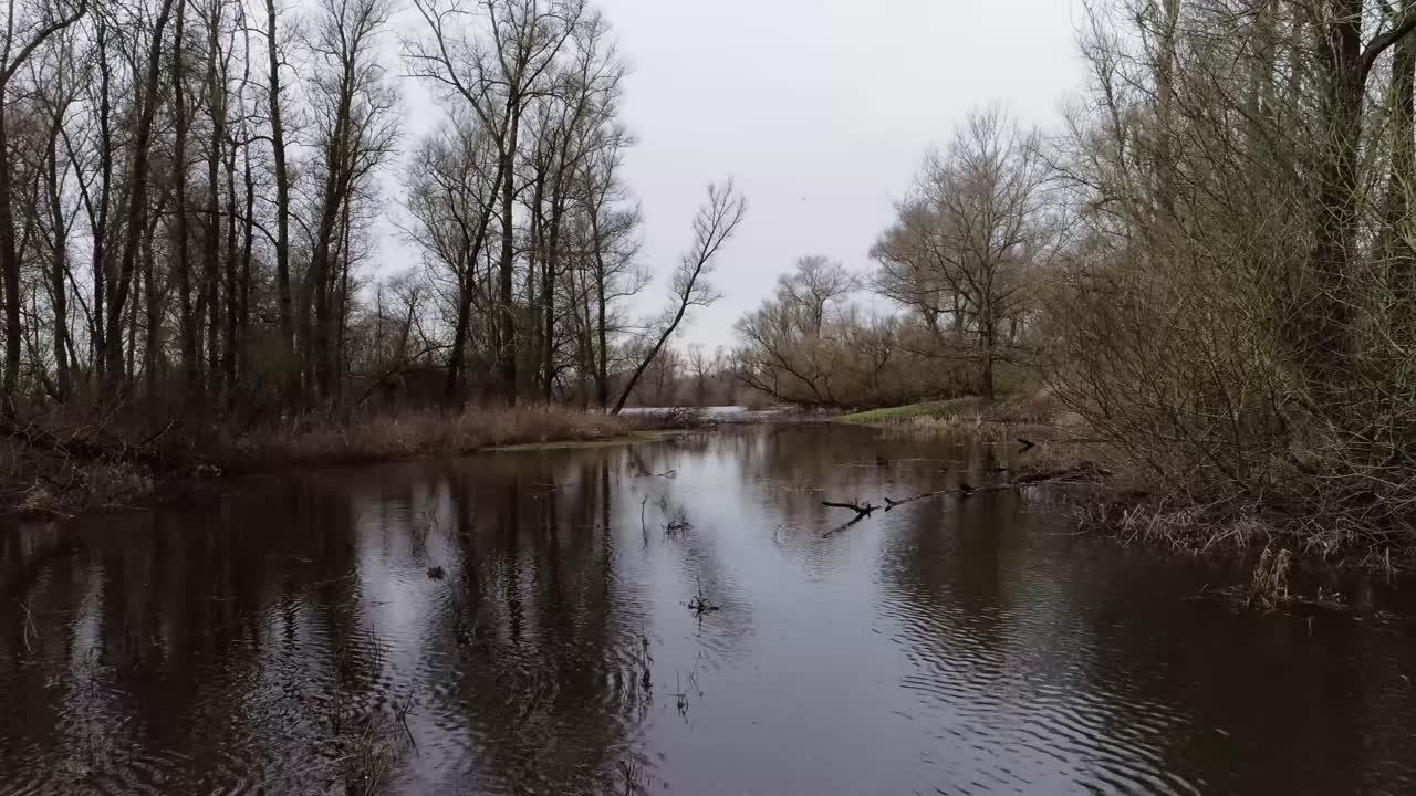 Ripresa bassa con drone su acqua paludosa con alberi