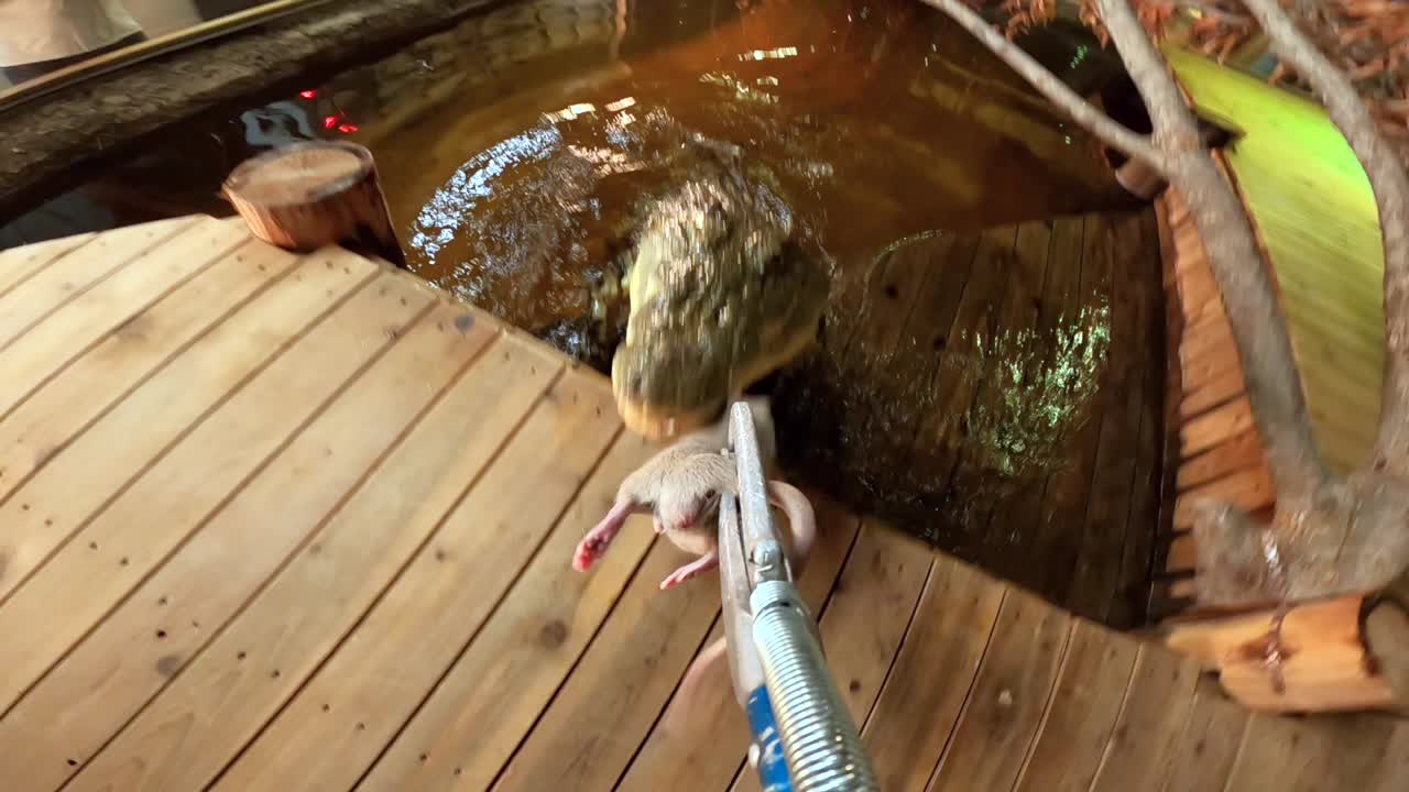 나일 악어 pov 먹이 슬로우 모션 미친 각도