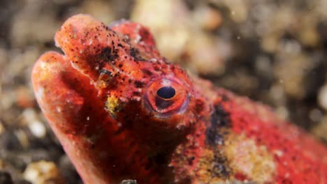 A-close-up-view-of-a-prehistoric-red-reptilian-snake-eel-poking-its-head-out-of-a-black-sand-reef-on-a-night-dive-in-Indonesia