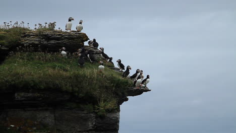 Etwa-Ein-Dutzend-Niedlicher-Papageientaucher-Sitzen-Auf-Einer-Klippe-Auf-Der-Île-Aux-Perroquets-An-Der-Nordküste-Von-Quebec-In-Kanada