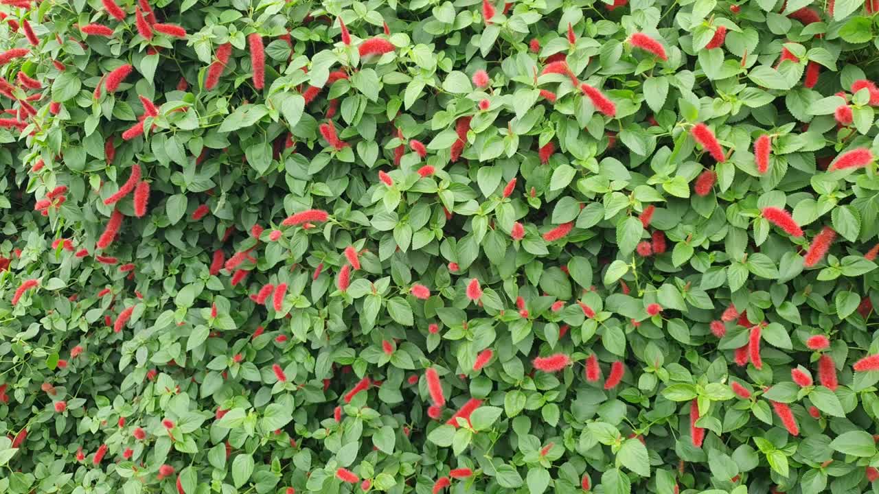 las hermosas flores y camas de hierba de cameron highlands, malasia.