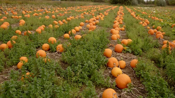 wide shot of pumpkins growing in field