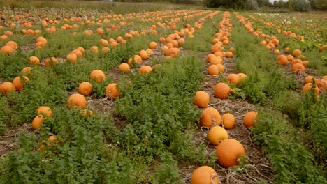 Plano-Amplio-De-Calabazas-Creciendo-En-El-Campo