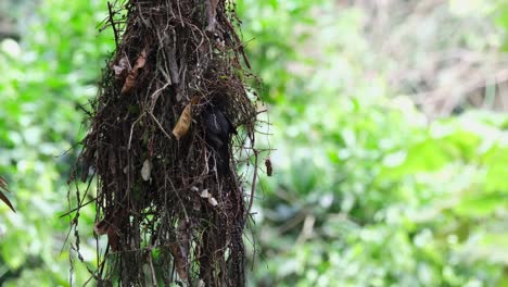 Dusky-Broadbill,-Corydon-Sumatranus,-Nationalpark-Kaeng-Krachan,-Thailand