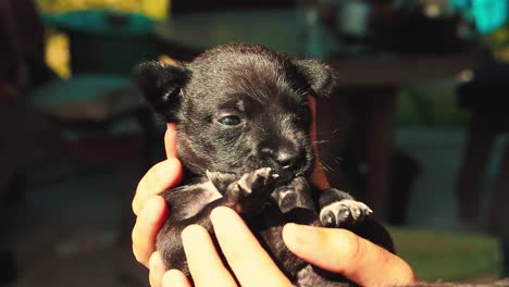 un pequeño cachorro acunado suavemente en la mano mientras se masticaba la pata