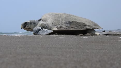 la tortuga de mar de kemp's ridley, lepidochelys kempii, la tortuga de kemp's ridley, aparece y camina hacia el mar disparada cerca del suelo