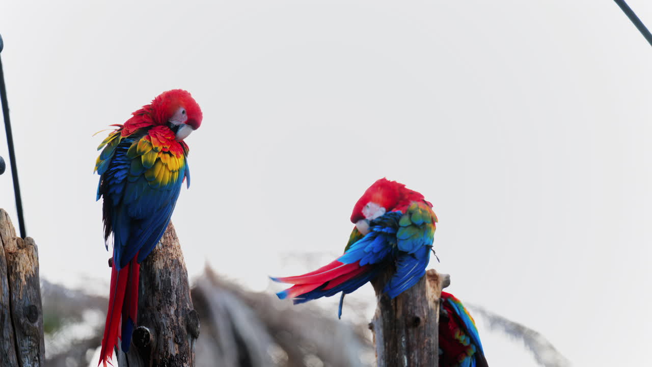 Close up of red Macaw birds on a tree branch at the zoo