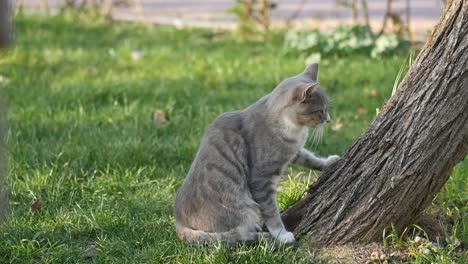 a grey and white cat sits on a grassy area near a tree.