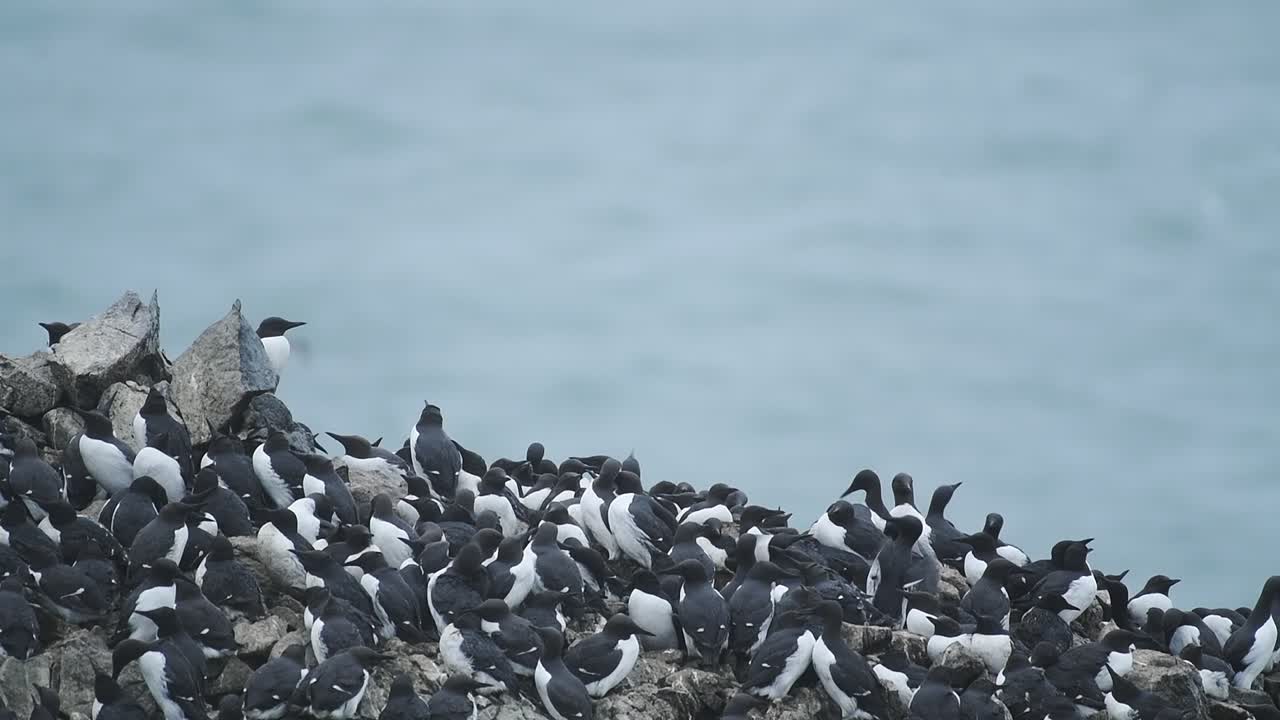 A Flight Of Common Guillemot On The Edge Of The Cliff Overlooking The Pembrokeshire Coast. -medium shot
