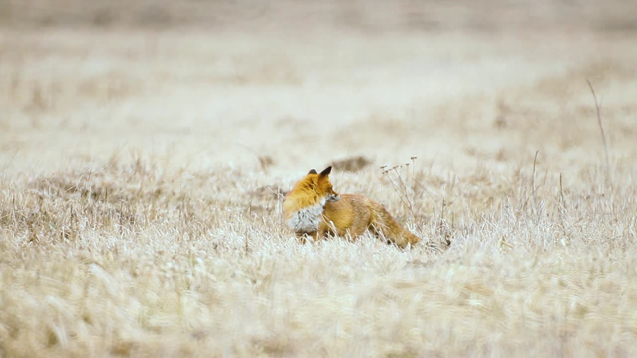 fox está buscando comida en la sabana de hierba seca a muy alta temperatura