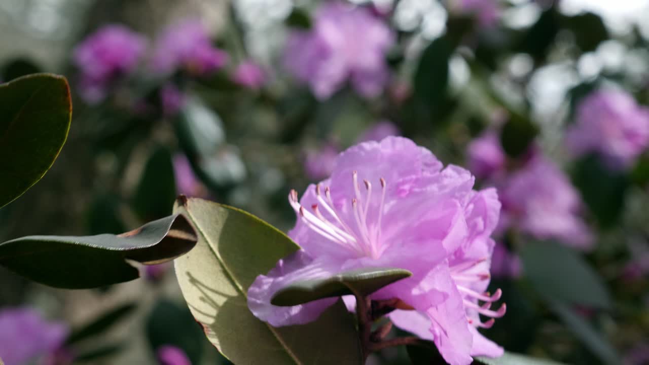 el viento sopla pjm rhododendron en los terrenos de biltmore house en primavera