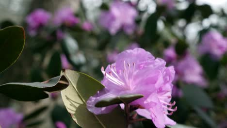 Wind-blows-PJM-Rhododendron-on-the-grounds-of-Biltmore-House-in-Spring