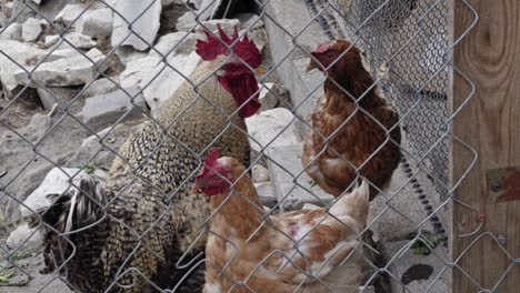 hens and rooster closed on the catwalk, in hen house