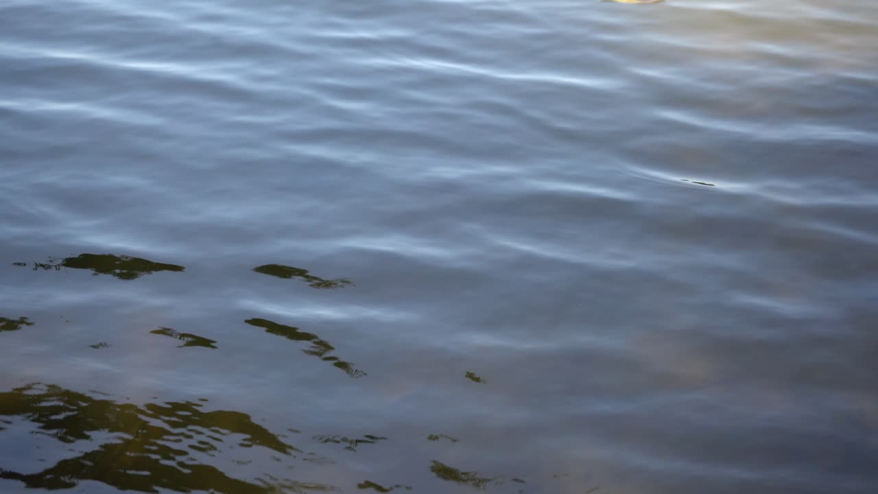 여전히 서 있는 바람에 약간 움직이는 잔잔한 연못 물 가까이
