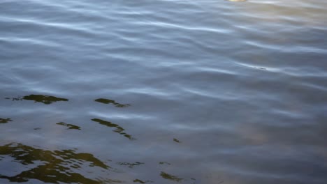 Nahaufnahme-Von-Ruhigem-Teichwasser,-Das-Sich-Leicht-Zum-Wind-Bewegt-Und-Stillsteht