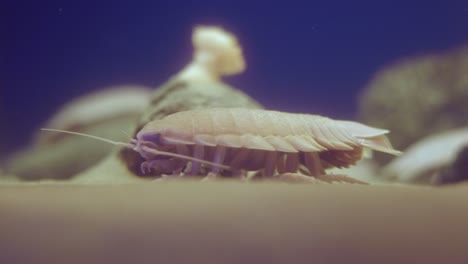 Vista-De-Cerca-Del-Isópodo-Marino---Bathynomus-Doederleinii-Moviendo-Sus-Piernas-Sobre-La-Arena-En-Numazu,-Japón