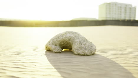 textured rock formation glistening in the sunset at the beach